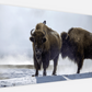 Bison Hot Springs Canvas Print (LIMITED 25 PRINTS)