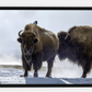 Bison Hot Springs Canvas Print (LIMITED 25 PRINTS)