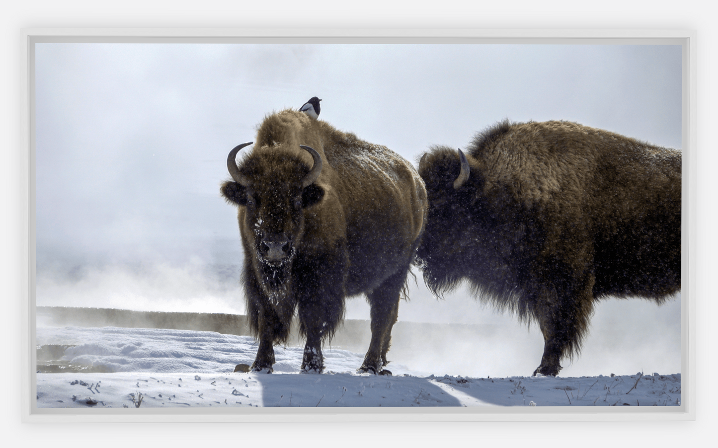 Bison Hot Springs Canvas Print (LIMITED 25 PRINTS)