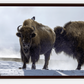 Bison Hot Springs Canvas Print (LIMITED 25 PRINTS)