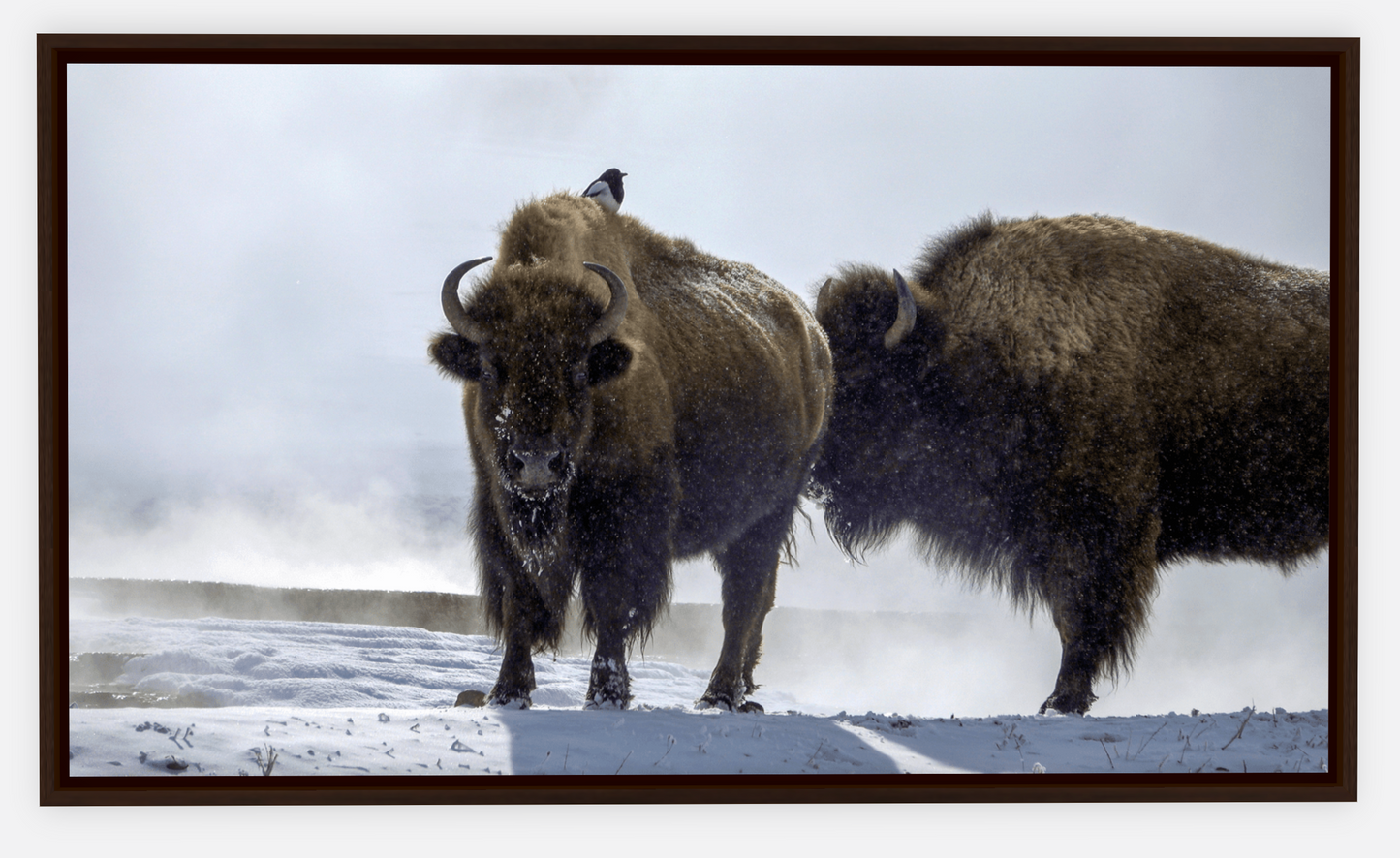 Bison Hot Springs Canvas Print (LIMITED 25 PRINTS)