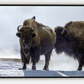 Bison Hot Springs Canvas Print (LIMITED 25 PRINTS)