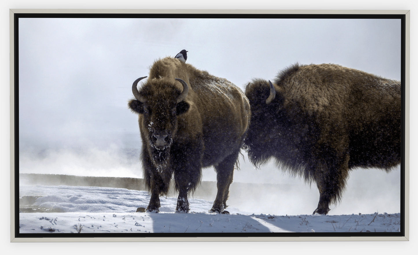 Bison Hot Springs Canvas Print (LIMITED 25 PRINTS)