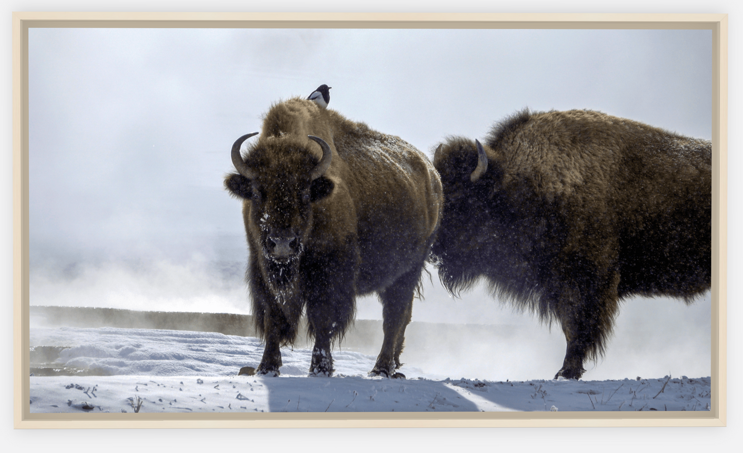 Bison Hot Springs Canvas Print (LIMITED 25 PRINTS)