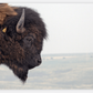 Bison Bull Smokey Plains Canvas Print (LIMITED 25 PRINTS)