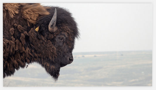 Bison Bull Smokey Plains Canvas Print (LIMITED 25 PRINTS)