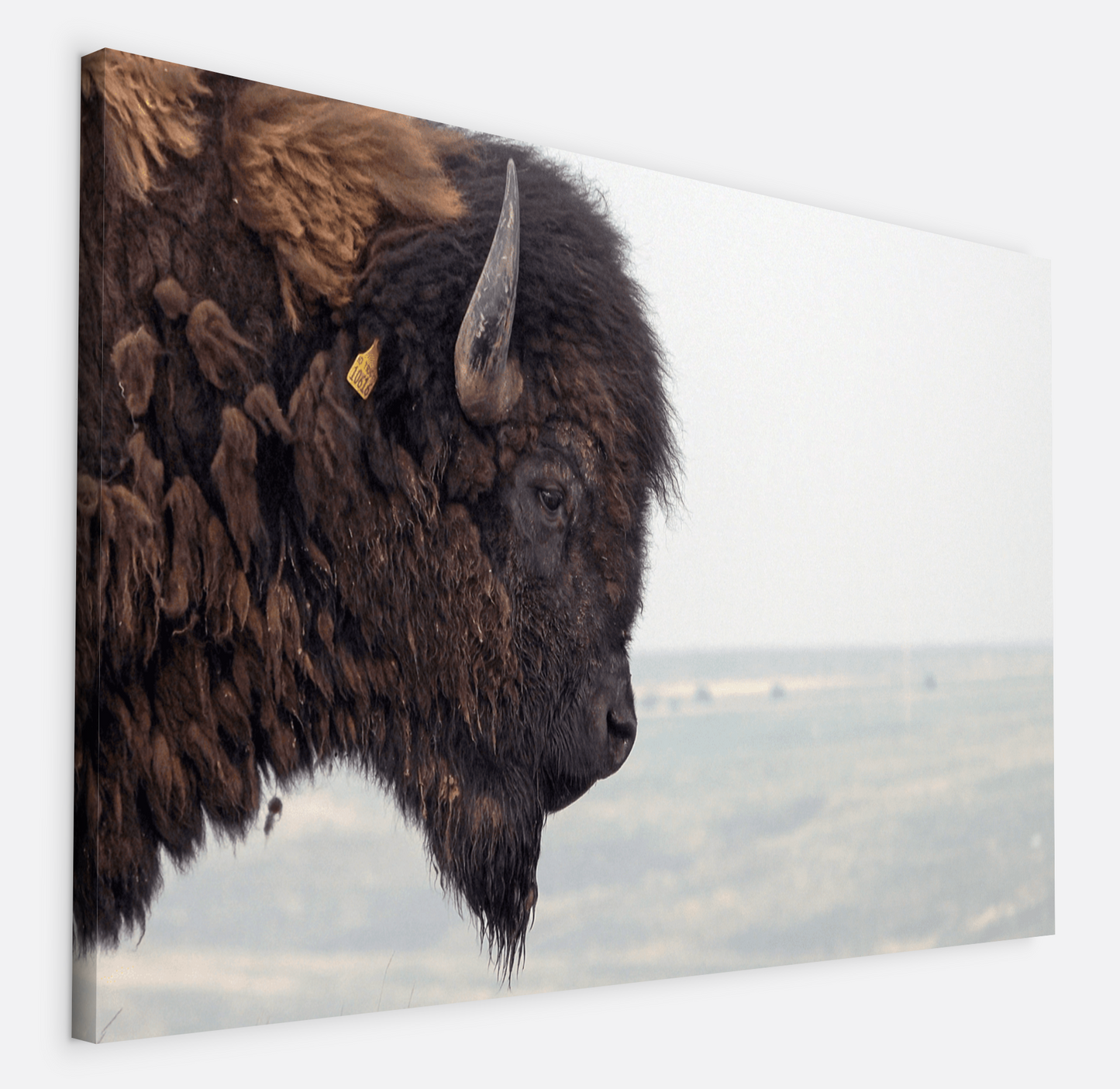 Bison Bull Smokey Plains Canvas Print (LIMITED 25 PRINTS)