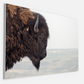 Bison Bull Smokey Plains Canvas Print (LIMITED 25 PRINTS)