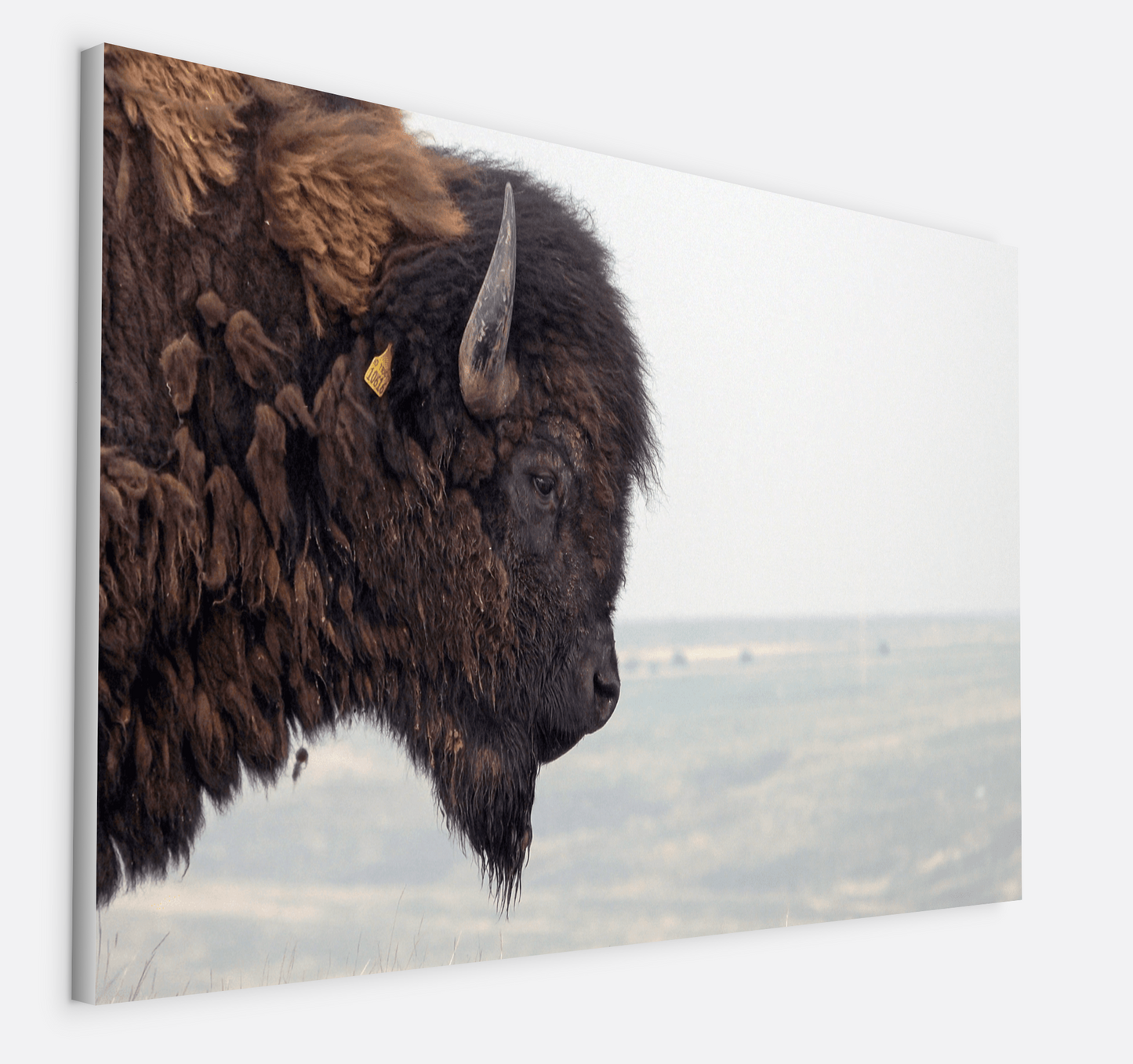 Bison Bull Smokey Plains Canvas Print (LIMITED 25 PRINTS)