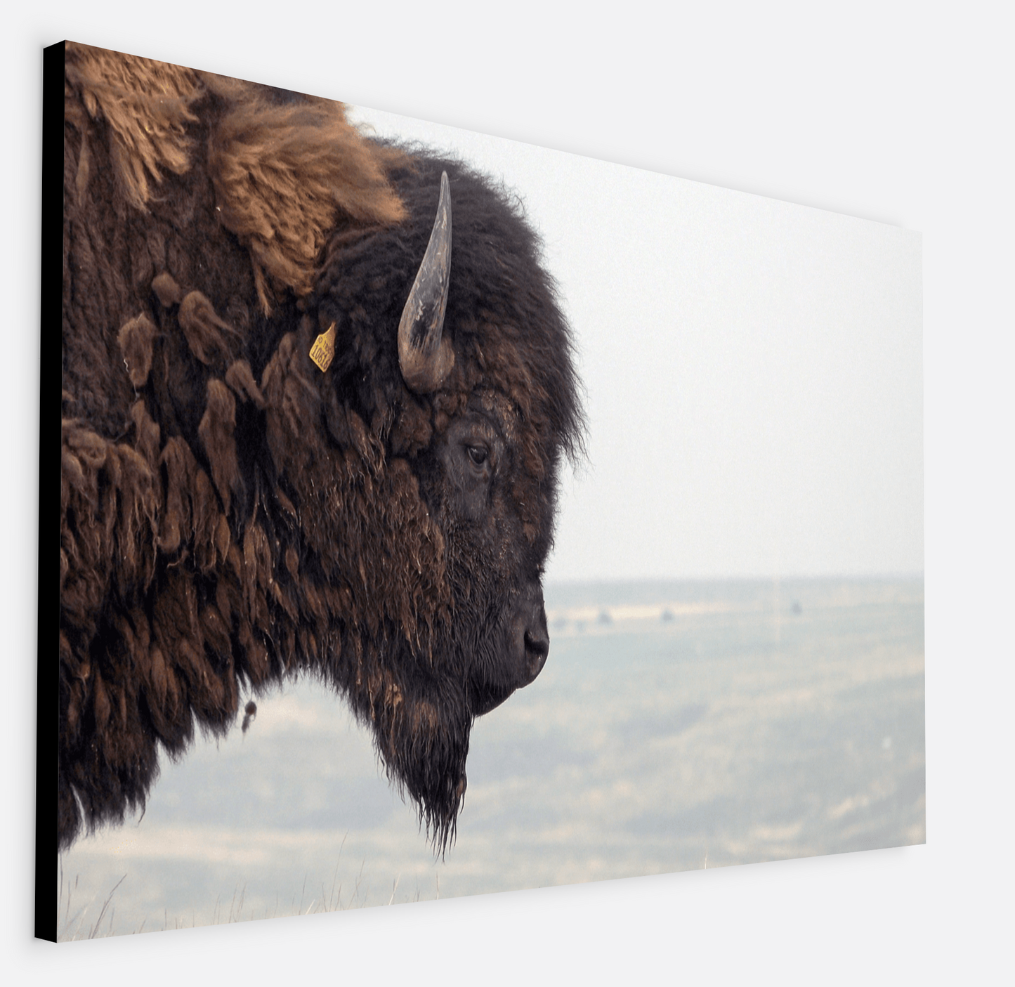 Bison Bull Smokey Plains Canvas Print (LIMITED 25 PRINTS)