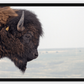 Bison Bull Smokey Plains Canvas Print (LIMITED 25 PRINTS)