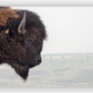 Bison Bull Smokey Plains Canvas Print (LIMITED 25 PRINTS)