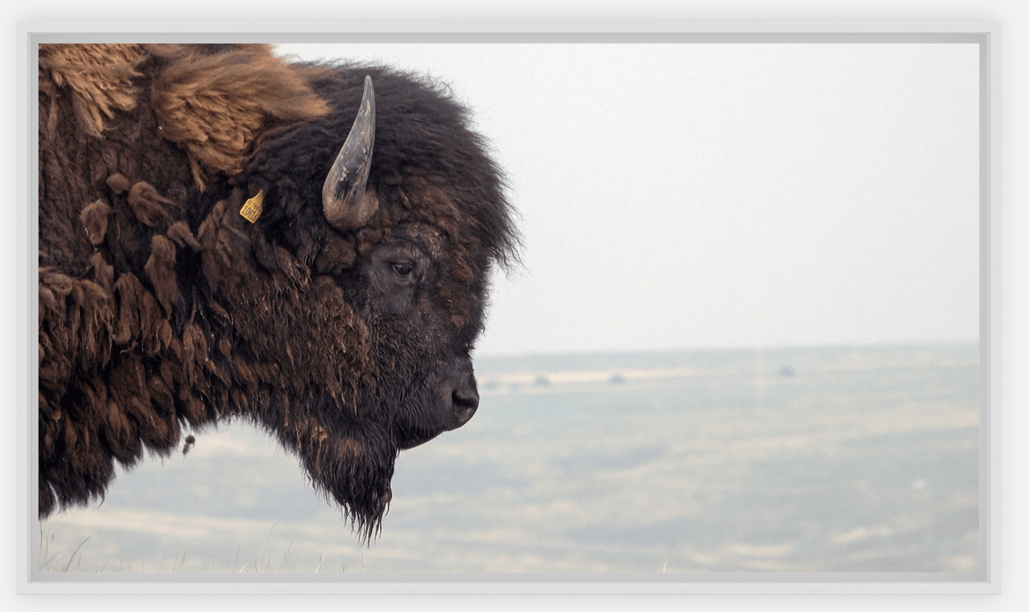 Bison Bull Smokey Plains Canvas Print (LIMITED 25 PRINTS)