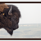 Bison Bull Smokey Plains Canvas Print (LIMITED 25 PRINTS)