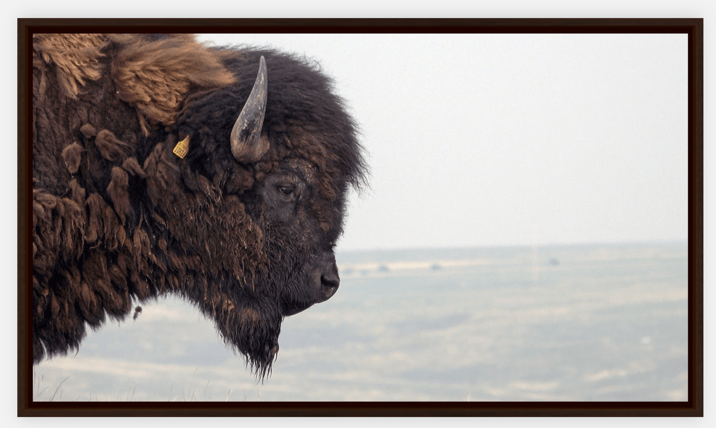 Bison Bull Smokey Plains Canvas Print (LIMITED 25 PRINTS)