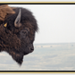 Bison Bull Smokey Plains Canvas Print (LIMITED 25 PRINTS)