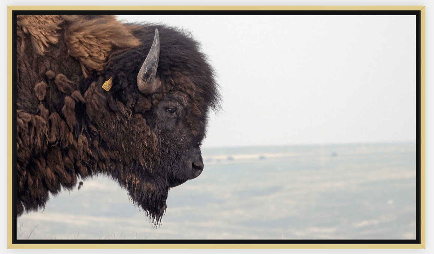 Bison Bull Smokey Plains Canvas Print (LIMITED 25 PRINTS)