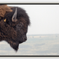 Bison Bull Smokey Plains Canvas Print (LIMITED 25 PRINTS)