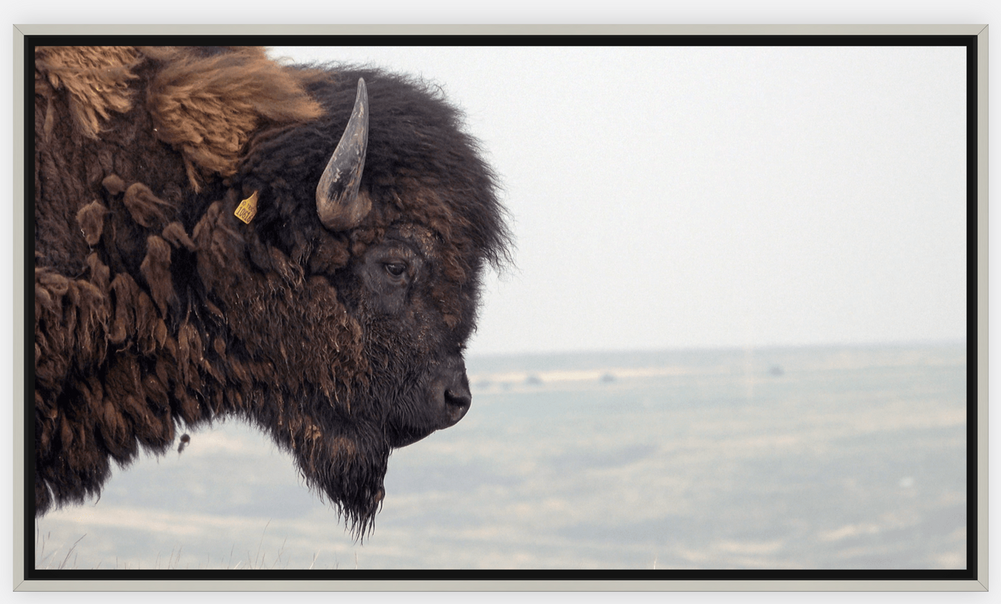 Bison Bull Smokey Plains Canvas Print (LIMITED 25 PRINTS)