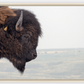 Bison Bull Smokey Plains Canvas Print (LIMITED 25 PRINTS)