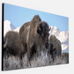 Bison Freeze Montana Canvas Print (LIMITED 25 PRINTS)