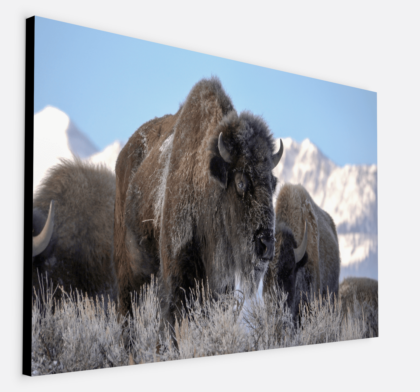 Bison Freeze Montana Canvas Print (LIMITED 25 PRINTS)