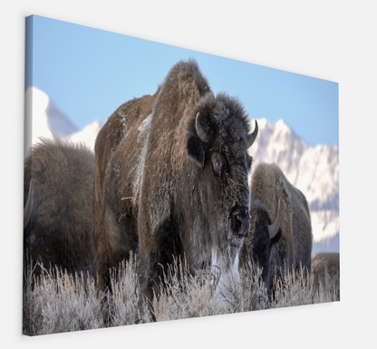 Bison Freeze Montana Canvas Print (LIMITED 25 PRINTS)