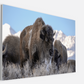 Bison Freeze Montana Canvas Print (LIMITED 25 PRINTS)