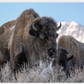 Bison Freeze Montana Canvas Print (LIMITED 25 PRINTS)