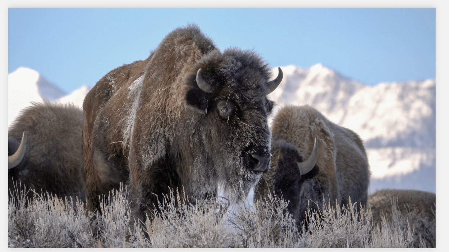 Bison Freeze Montana Canvas Print (LIMITED 25 PRINTS)