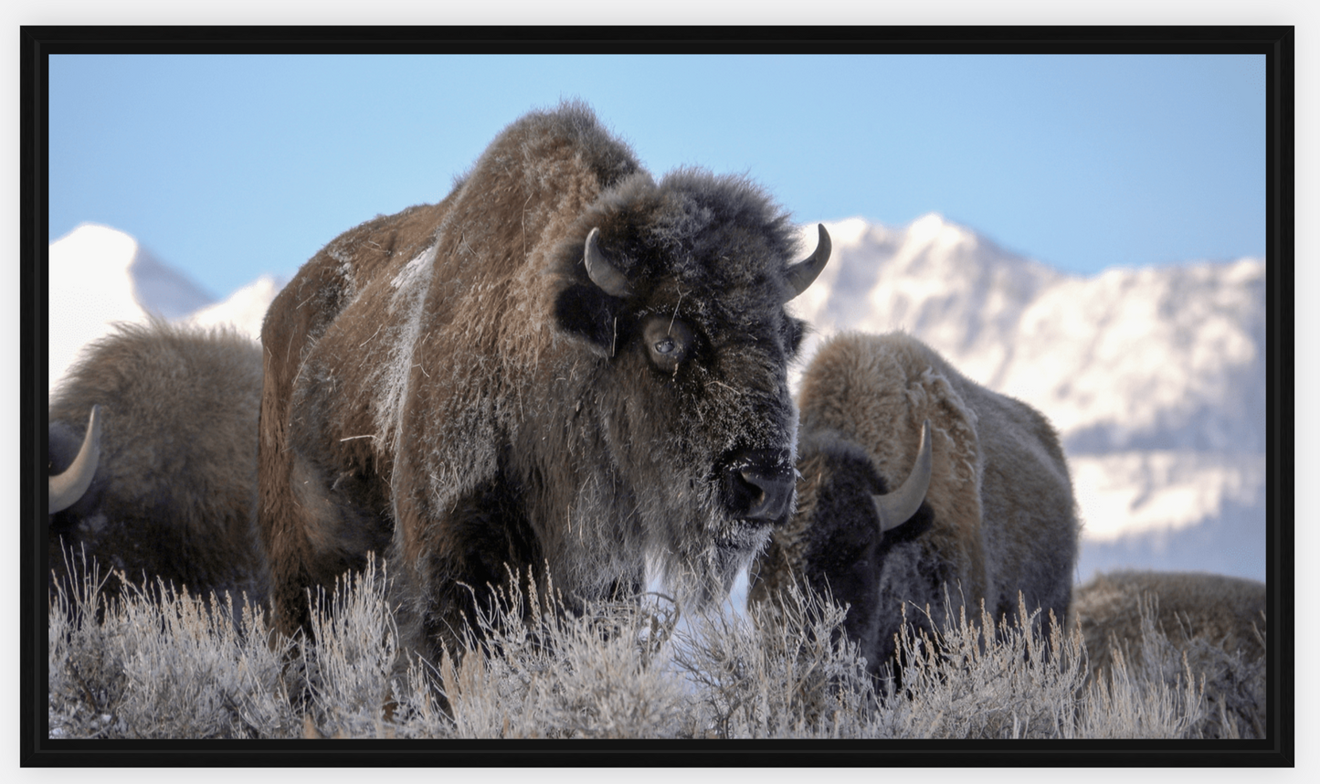 Bison Freeze Montana Canvas Print (LIMITED 25 PRINTS)