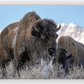 Bison Freeze Montana Canvas Print (LIMITED 25 PRINTS)