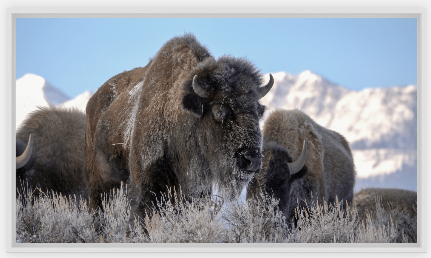 Bison Freeze Montana Canvas Print (LIMITED 25 PRINTS)