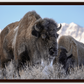 Bison Freeze Montana Canvas Print (LIMITED 25 PRINTS)