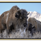 Bison Freeze Montana Canvas Print (LIMITED 25 PRINTS)