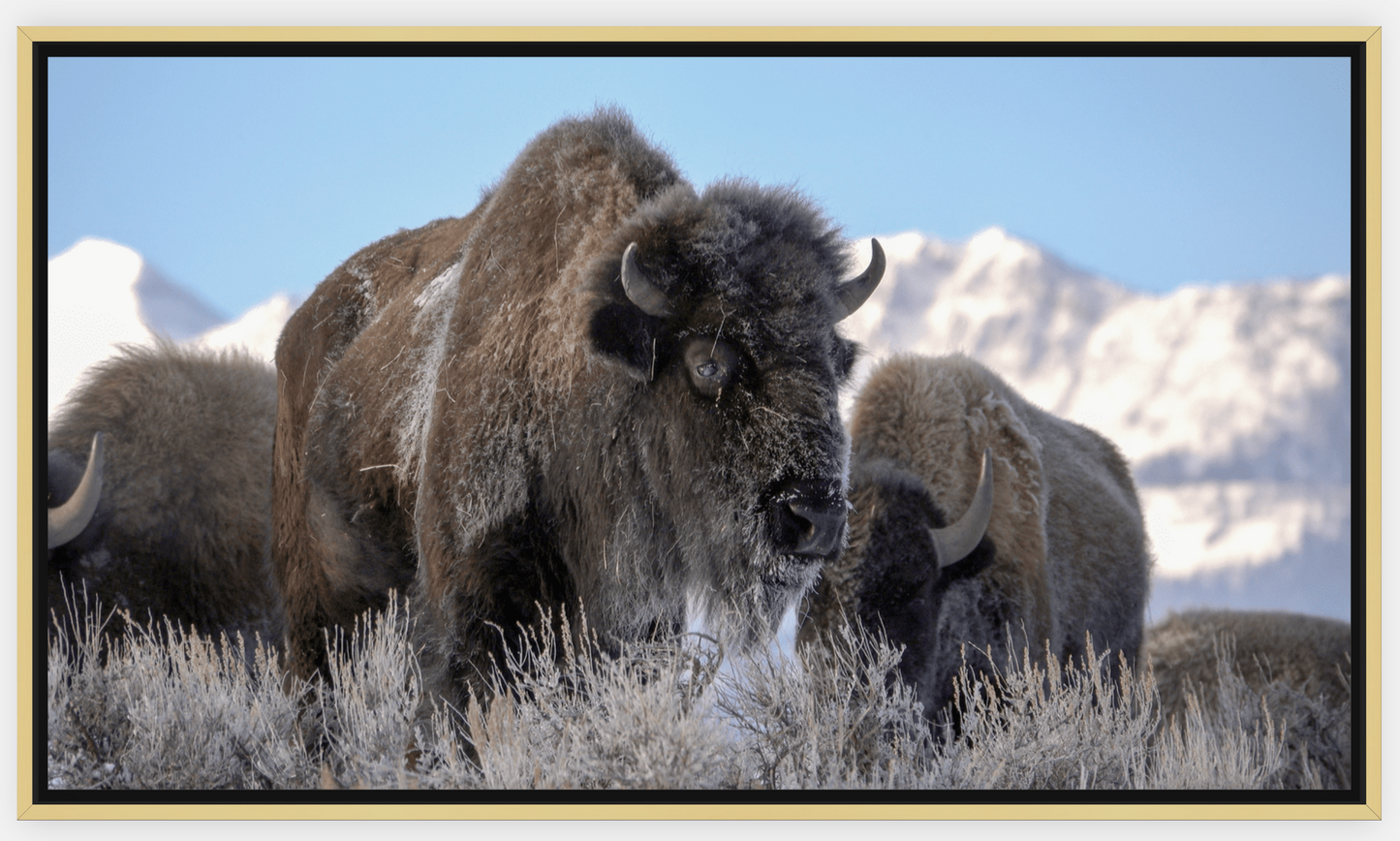 Bison Freeze Montana Canvas Print (LIMITED 25 PRINTS)