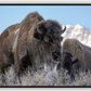 Bison Freeze Montana Canvas Print (LIMITED 25 PRINTS)