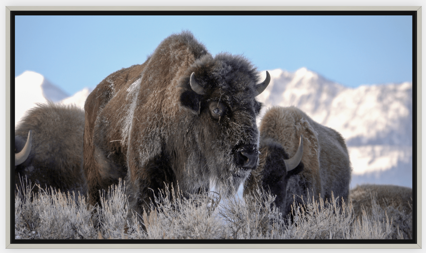 Bison Freeze Montana Canvas Print (LIMITED 25 PRINTS)