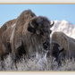 Bison Freeze Montana Canvas Print (LIMITED 25 PRINTS)