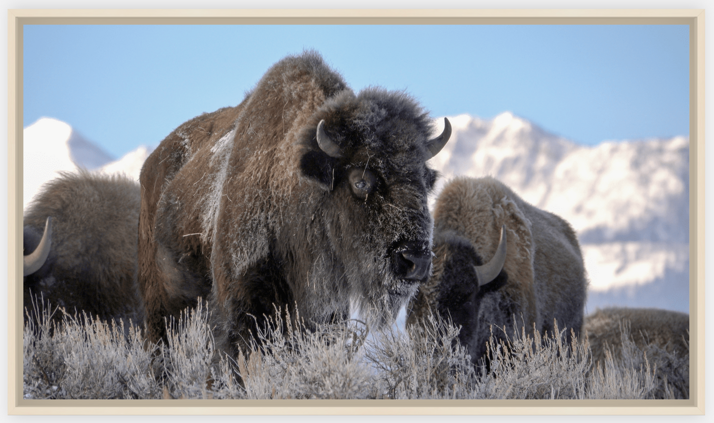 Bison Freeze Montana Canvas Print (LIMITED 25 PRINTS)