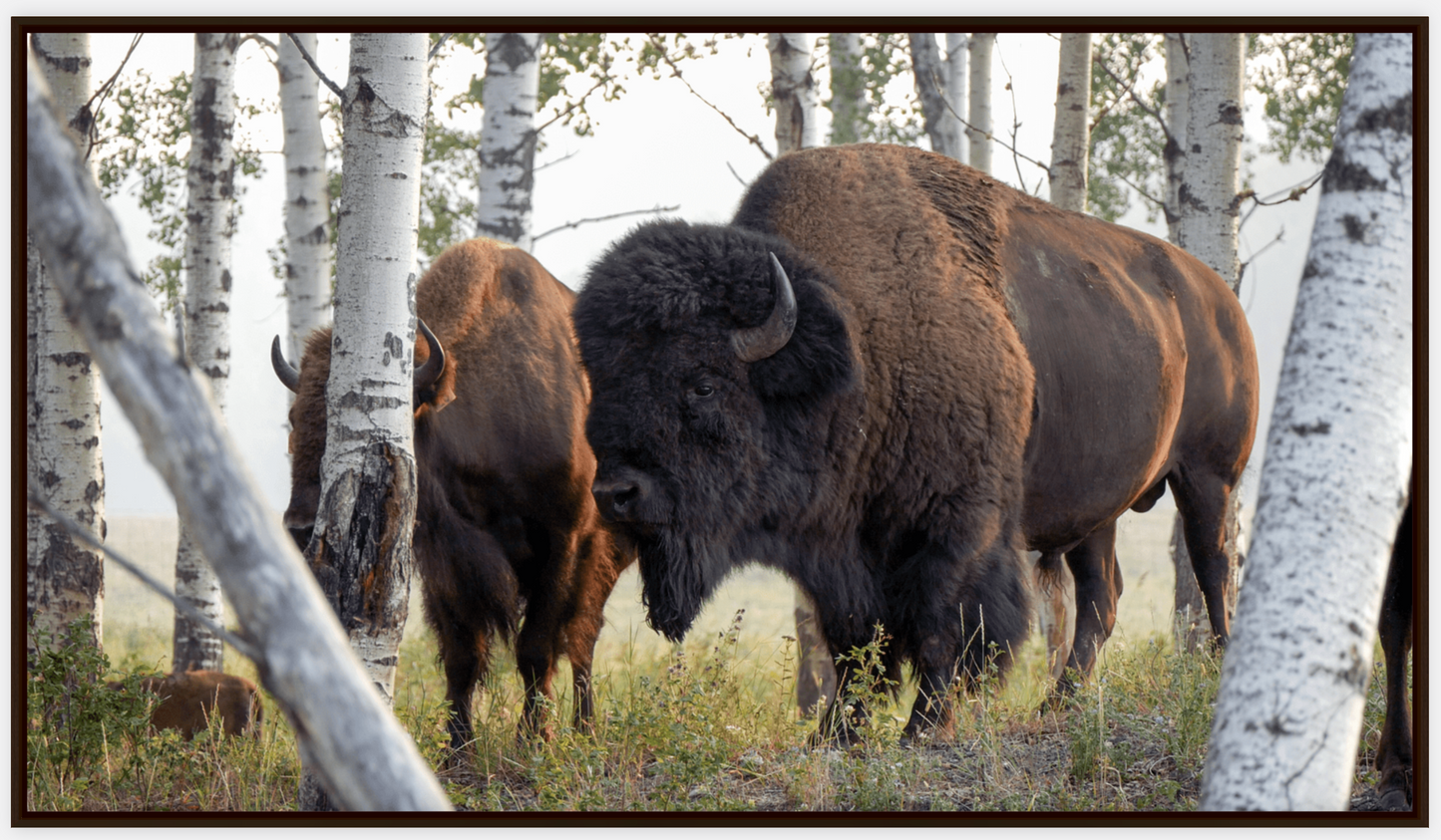 Bison Amongst the Aspens Canvas Print (LIMITED 25 PRINTS)