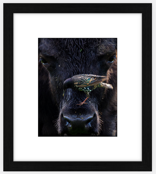 Bison Bird Framed Print (SPECIAL LIMIT 5)
