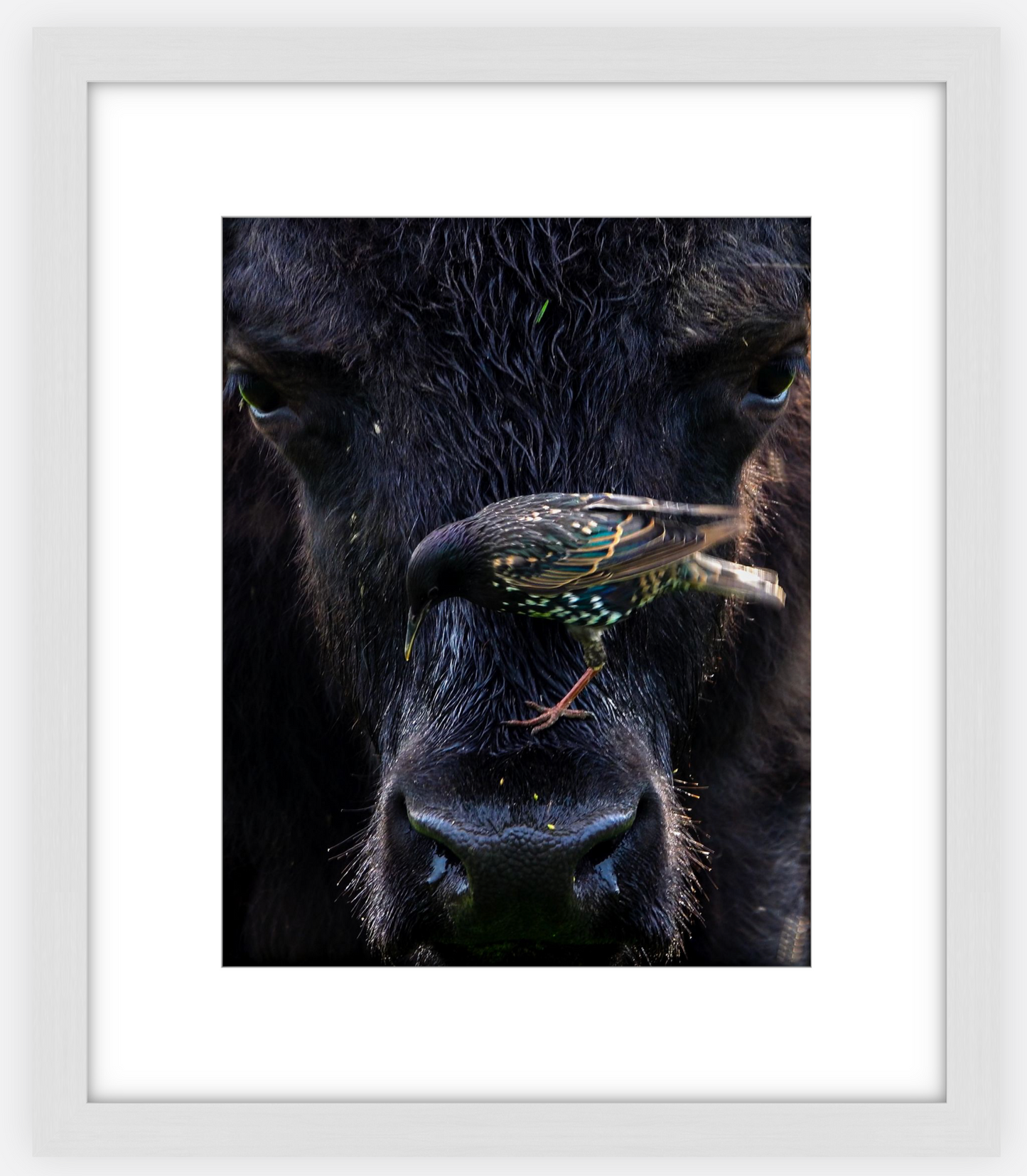 Bison Bird Framed Print (SPECIAL LIMIT 5)