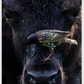 Bison Bird Canvas Print (SPECIAL LIMIT 4 OF 5 REMAINING)