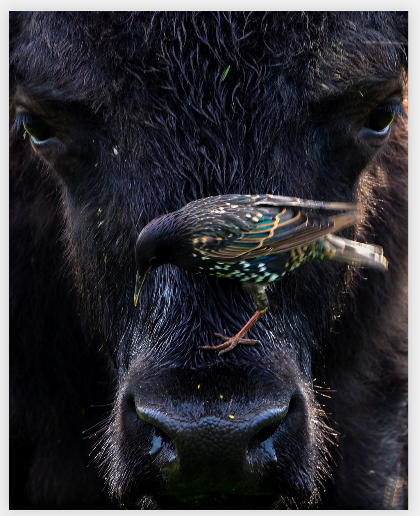 Bison Bird Canvas Print (SPECIAL LIMIT 4 OF 5 REMAINING)