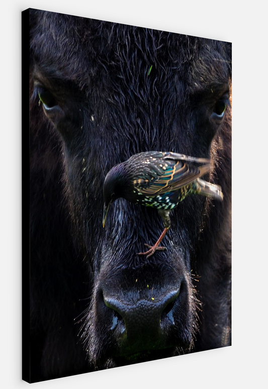Bison Bird Canvas Print (SPECIAL LIMIT 4 OF 5 REMAINING)