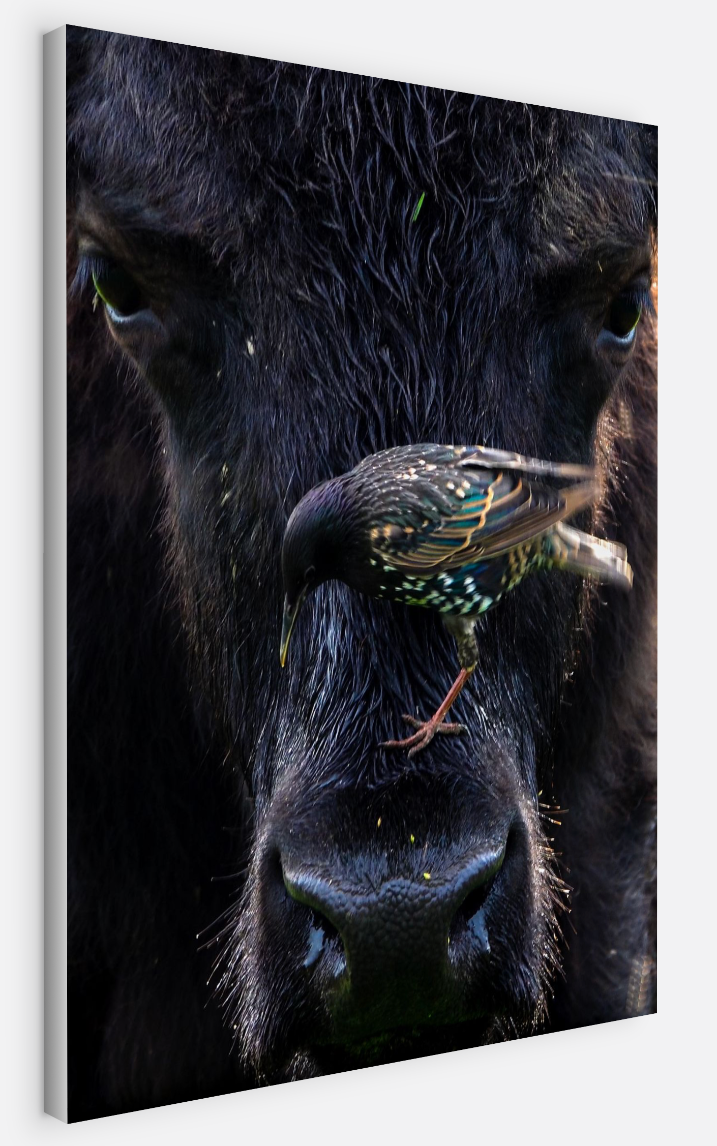 Bison Bird Canvas Print (SPECIAL LIMIT 4 OF 5 REMAINING)