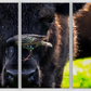 Bison Bird Triptych Print (SPECIAL LIMIT 5)