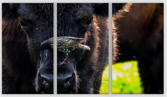 Bison Bird Triptych Print (SPECIAL LIMIT 5)