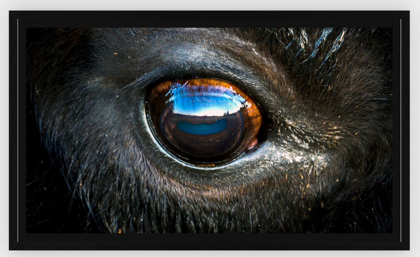 Bison Eye Canvas Print (SPECIAL LIMIT 5)